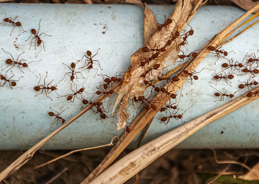Pest treatment in Carlisle, IA