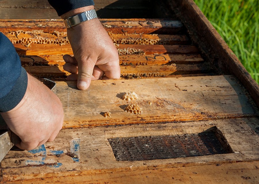 Blossom Pest Control pest control work in Denville