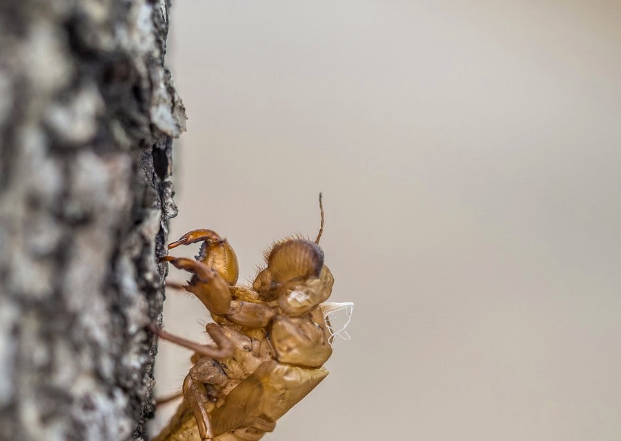 Mite-E Exterminating pest control work in Farmville