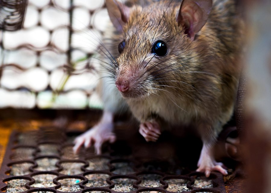 Pest treatment in Farmville, NC