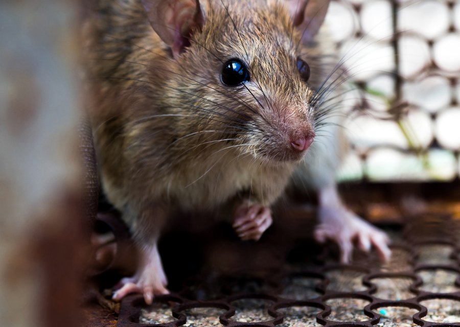 Advantage Termite and Pest Control pest control work in Birdsboro