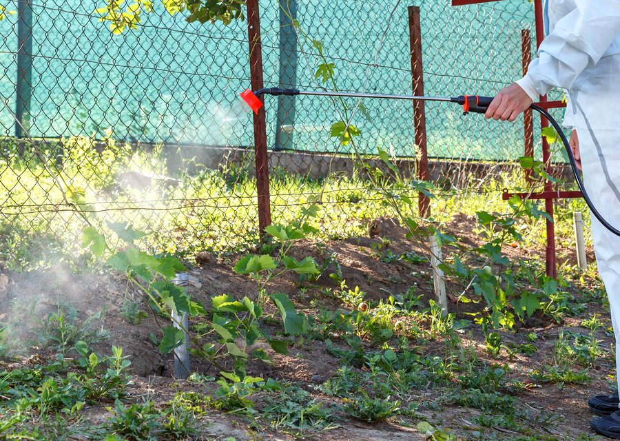 Pest treatment in Clearfield, UT