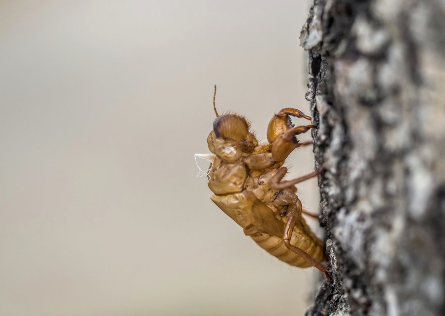 Amendt Pest Control Co pest control work in Elk Grove Village