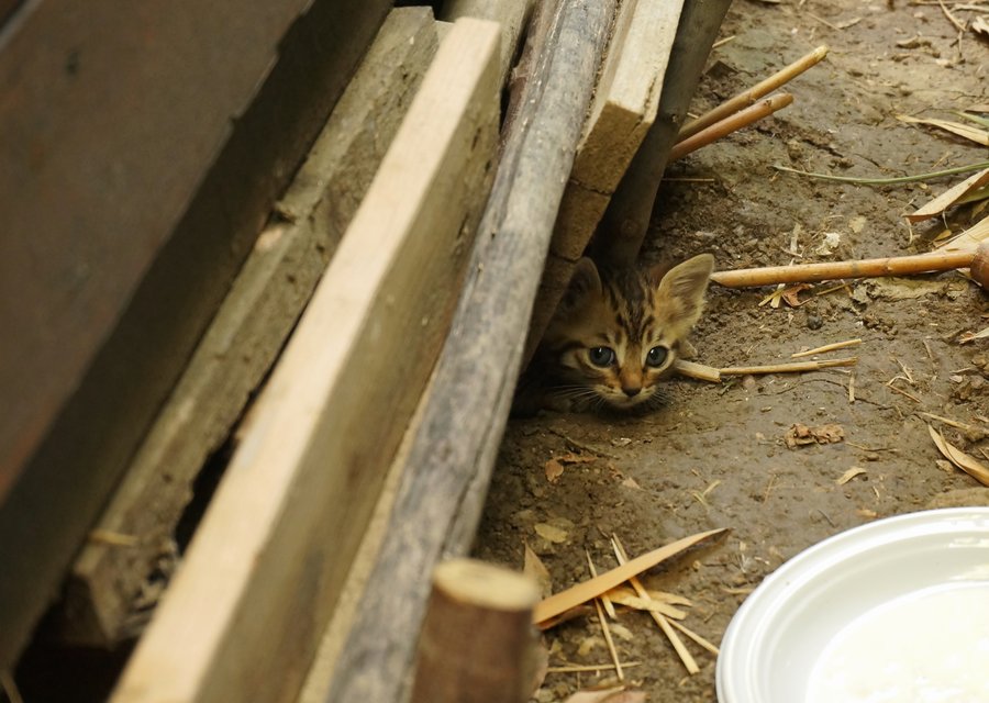 Pest treatment in Elk Grove Village, IL