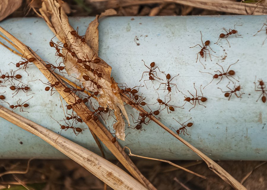Local exterminator Glen Cove