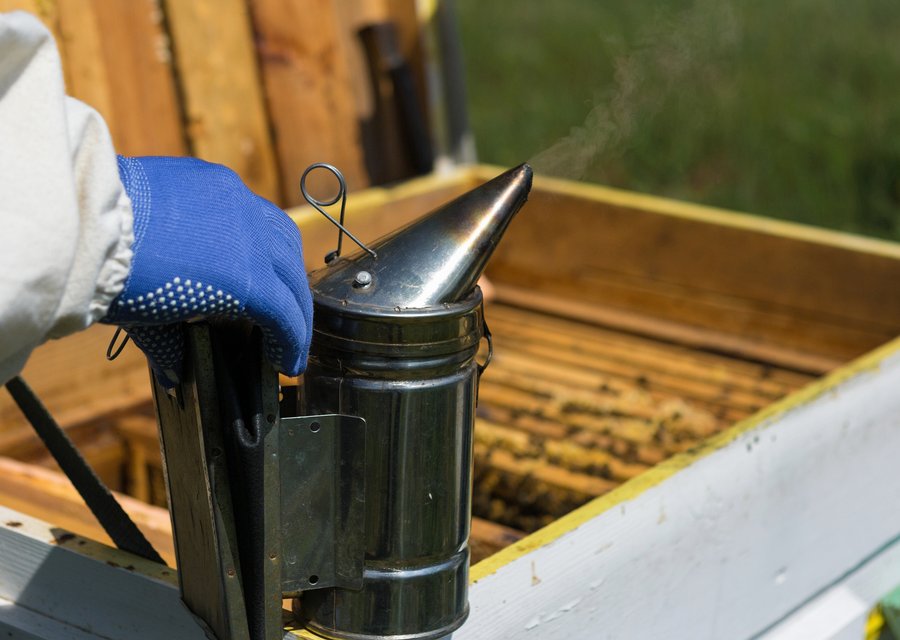 Pest treatment in Buena, NJ