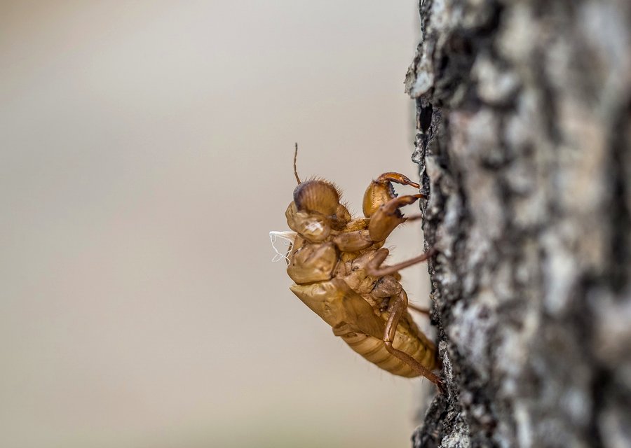 At Last Pest Control pest control work in Barstow