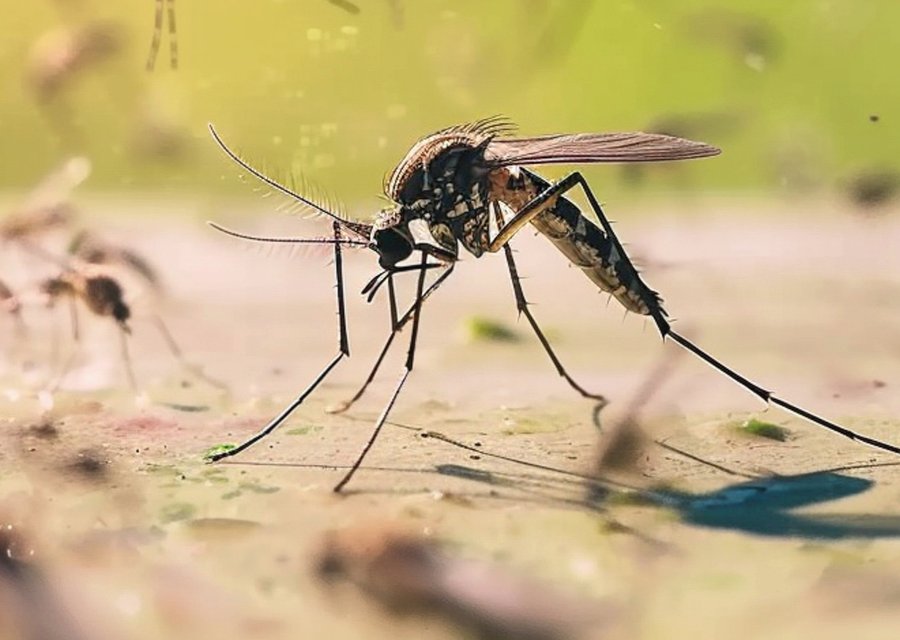Insecteco Pest Company pest control work in Taunton
