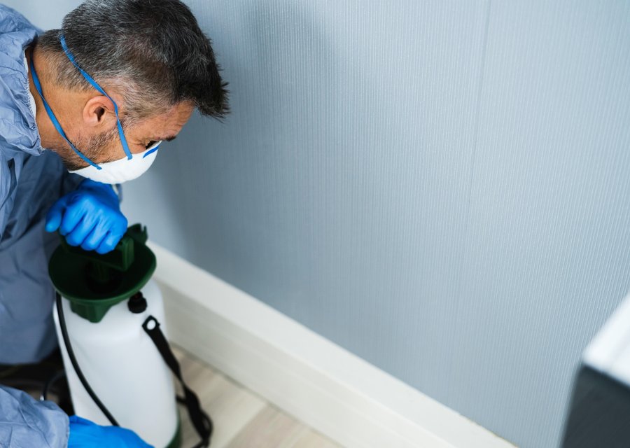 Pest treatment in Ellicott City, MD
