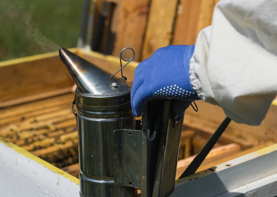 Pest treatment in Deale, MD