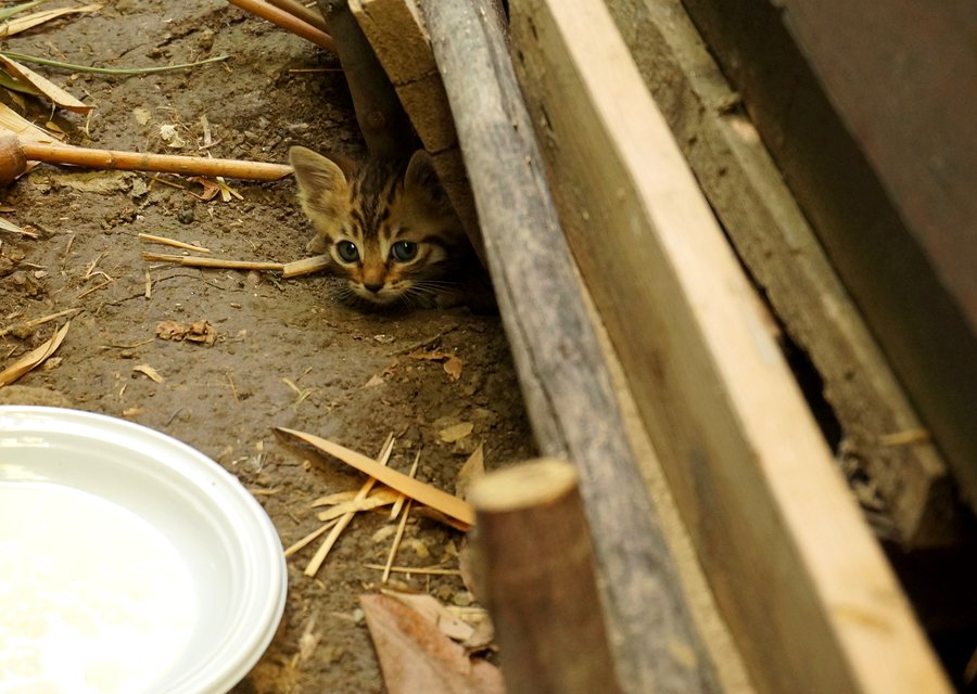 Pest treatment in Clymer, NY