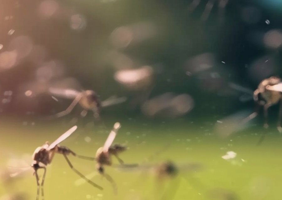Pest treatment in Fort Myers Beach, FL