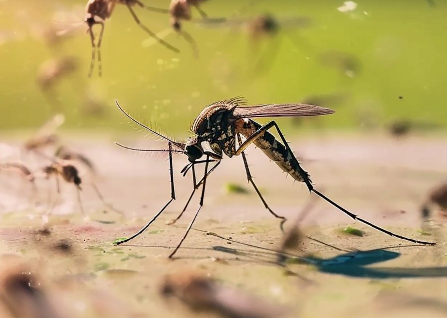 Pest treatment in Barre, MA