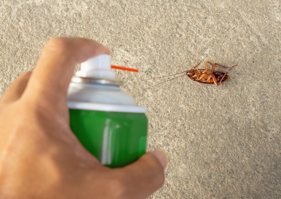 Pest treatment in Newton, MA