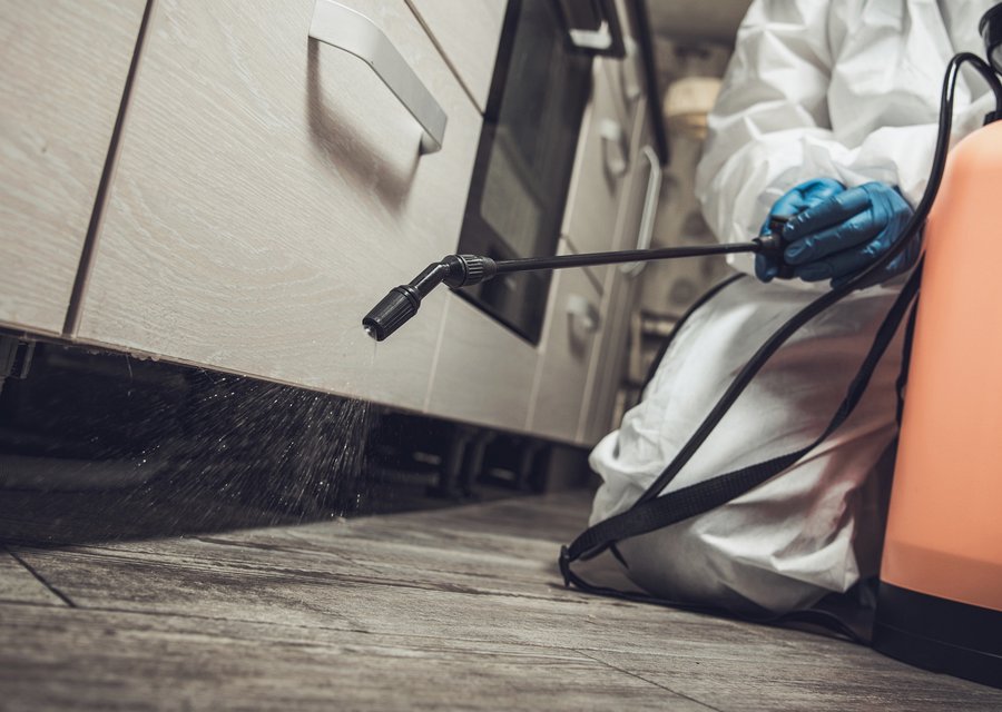 Pest treatment in Canyon Country, CA