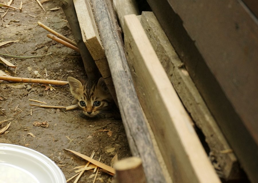 Local exterminator Los Angeles