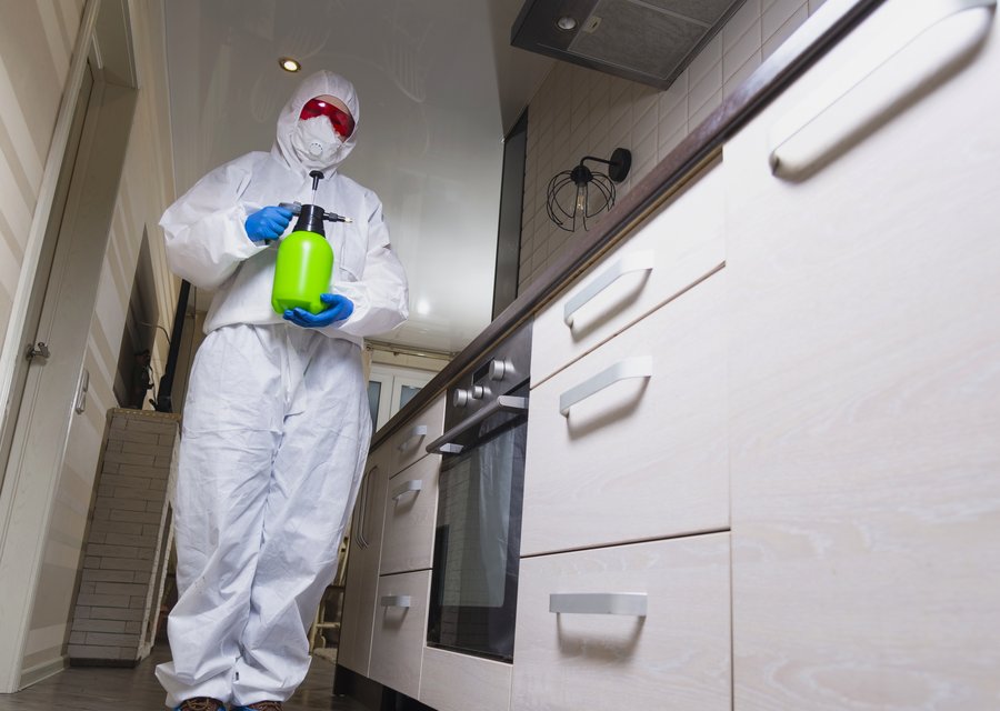 Local exterminator Dumfries
