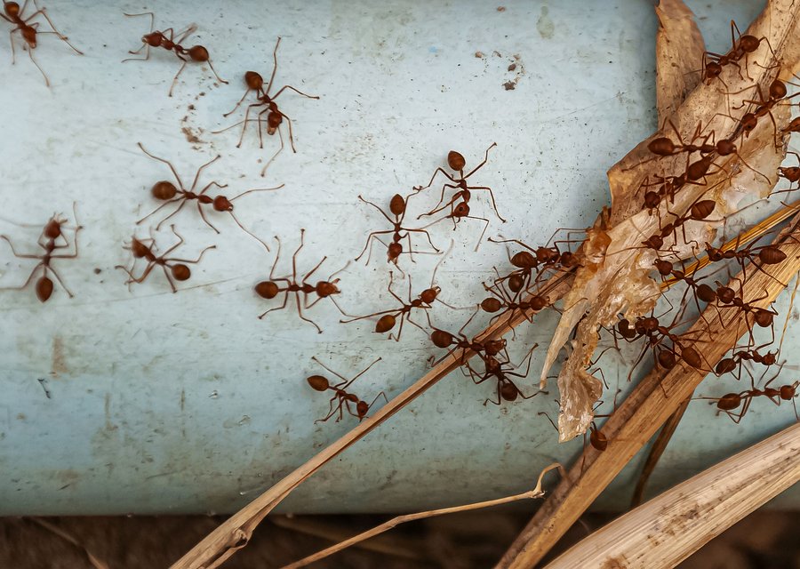 Pest treatment in Fox Lake, IL