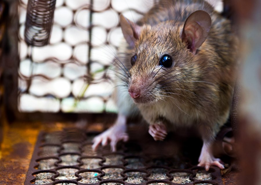 D & R Pest Control LLC pest control work in Eaton