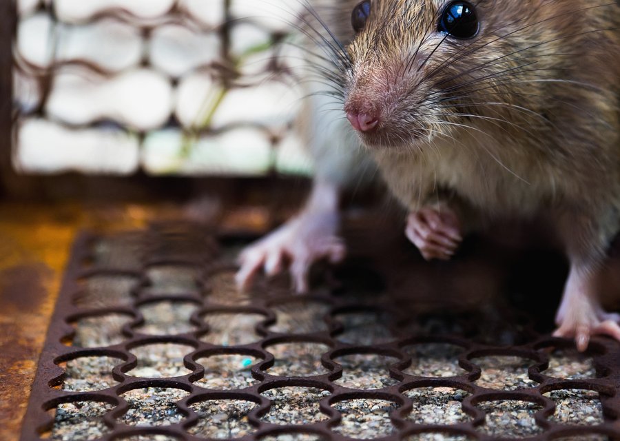Northern Pest Control pest control work in Buckner