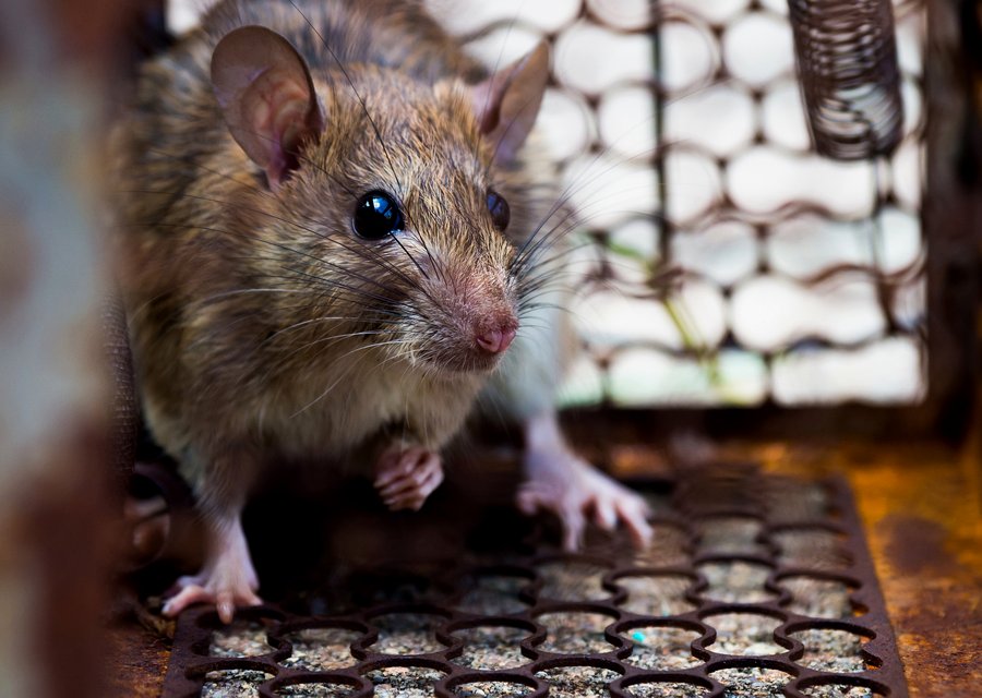 JC Mole Control pest control work in Duncan