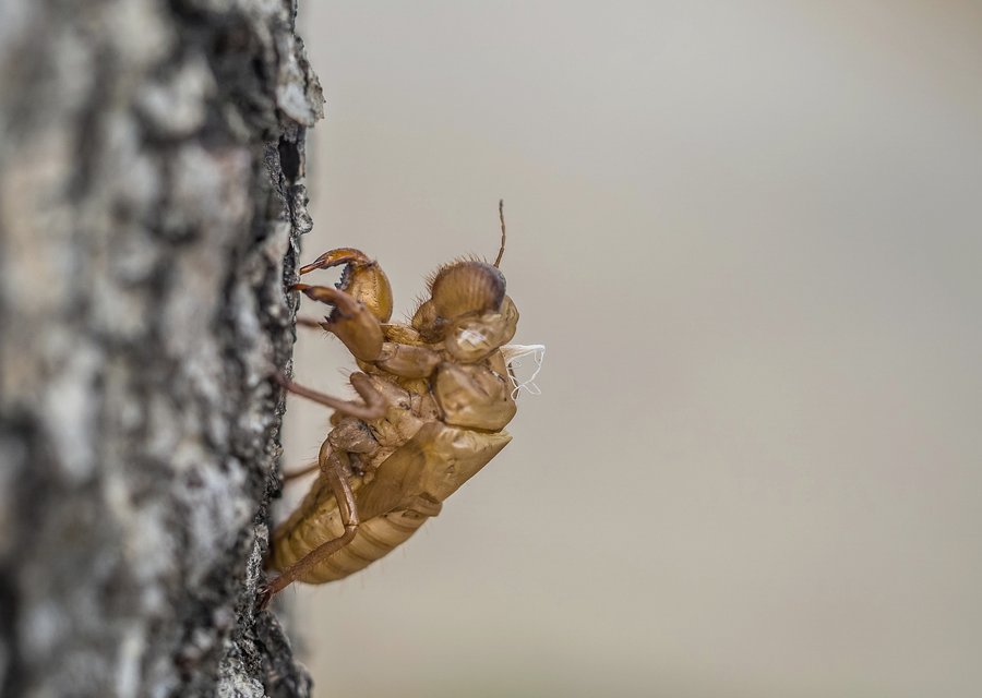 Pest treatment in Cleburne, TX
