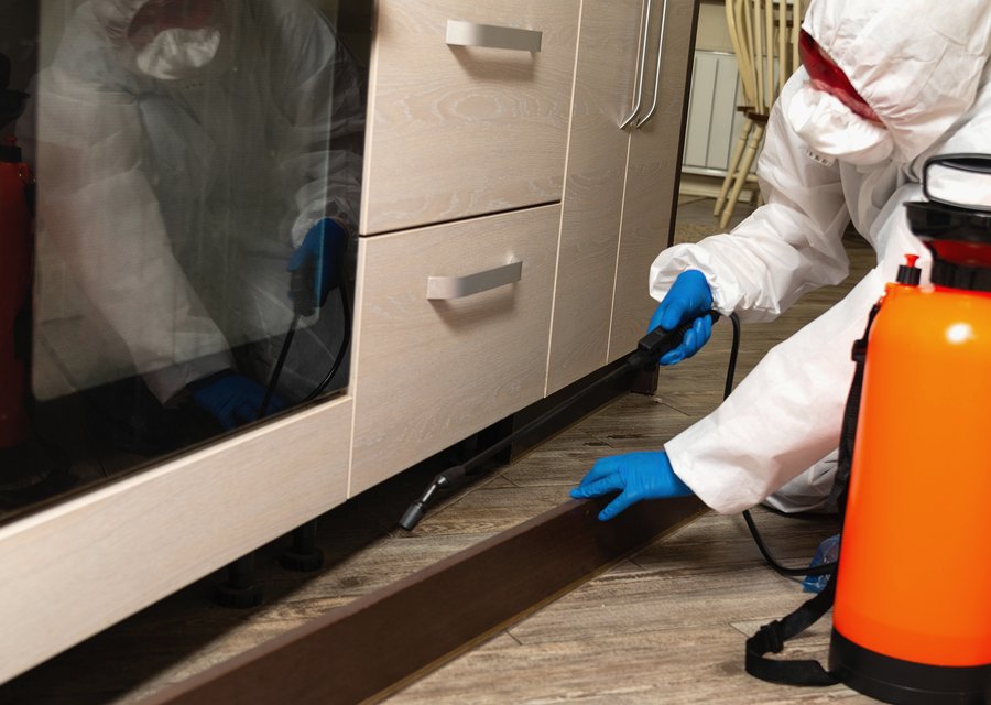 Pest treatment in Dade City, FL