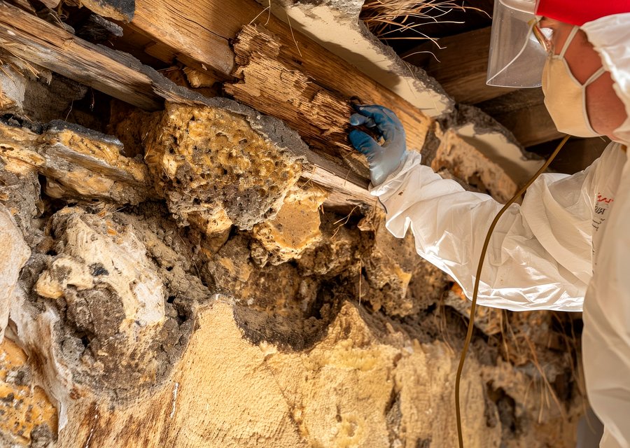 Pest treatment in Hempstead, NY