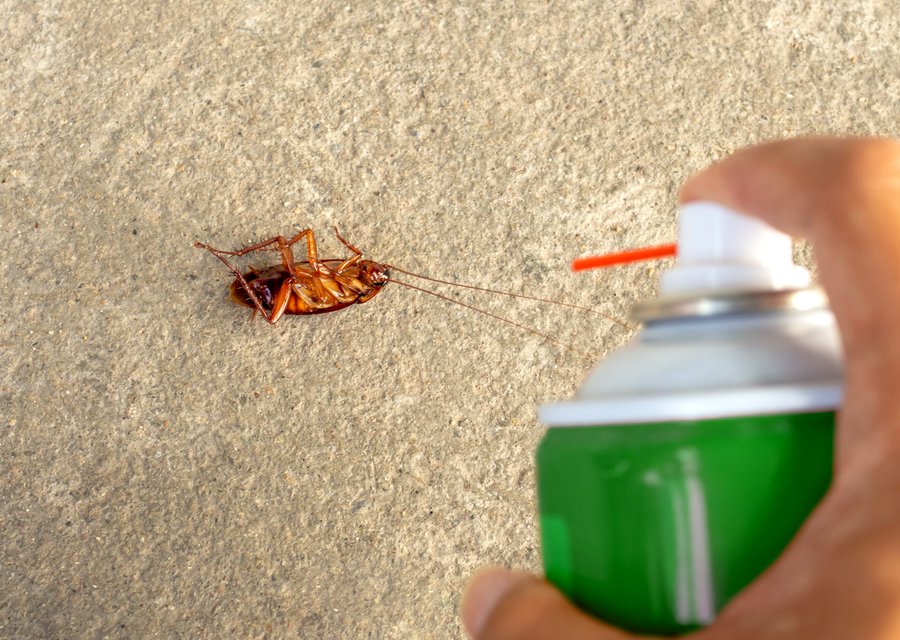Pest treatment in Lake Forest, CA