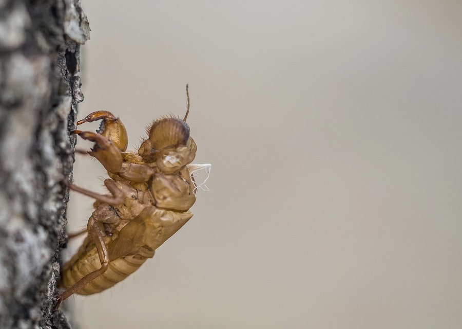 Pest treatment in Agawam, MA