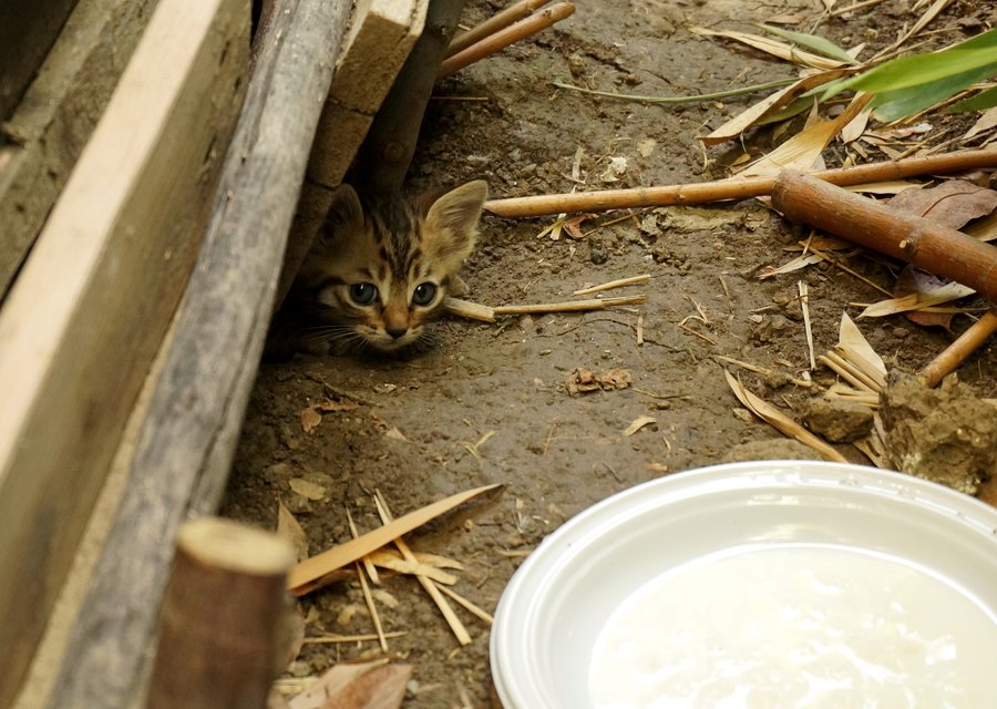 Identify Pest Control pest control work in Spring