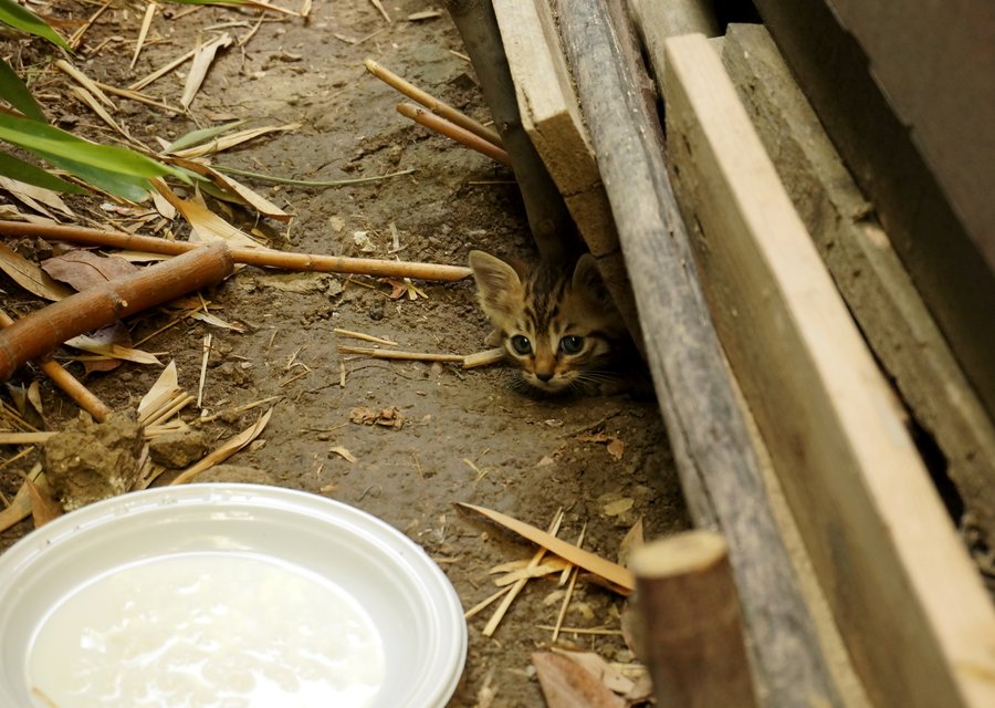 Pest treatment in East Stroudsburg, PA