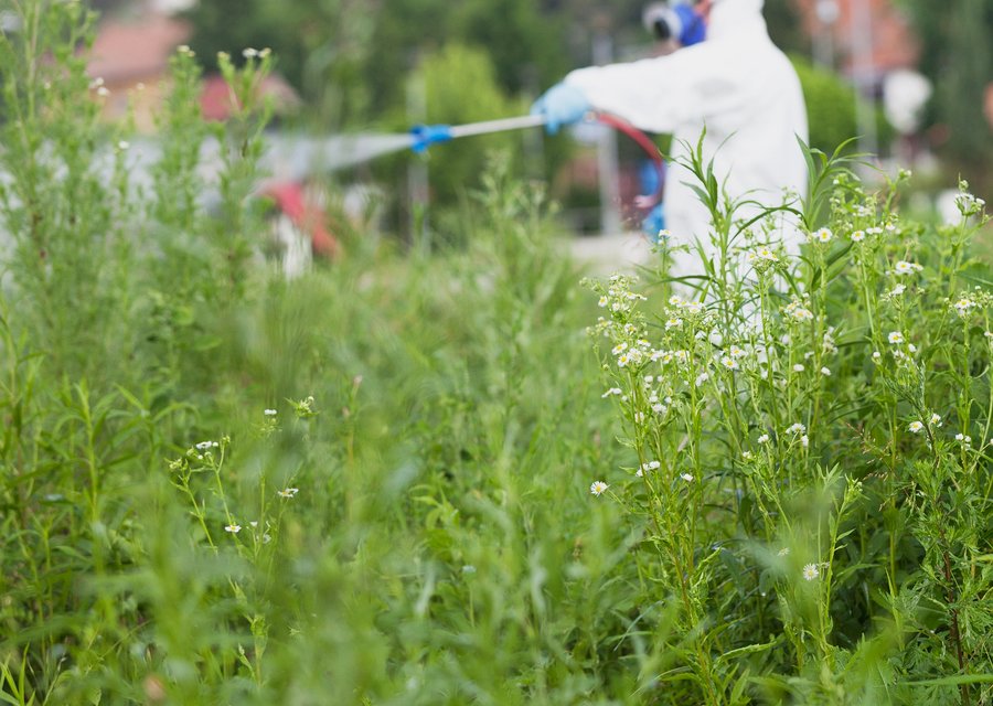 Pest treatment in Amity, OR