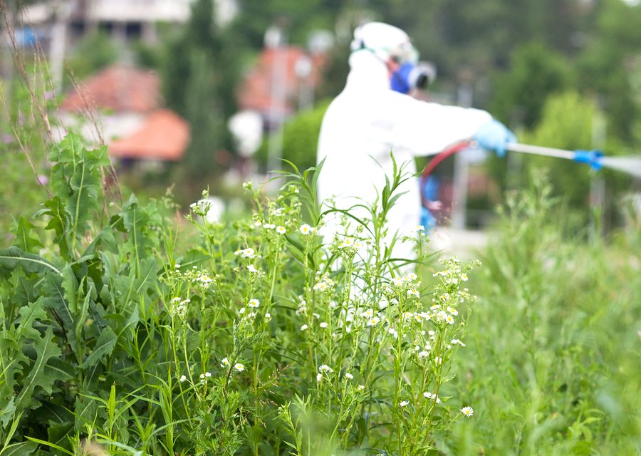 BOGO Pest Control pest control work in Chelsea