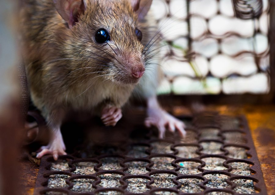 Pest treatment in Chelsea, MI