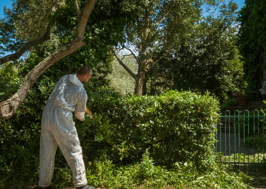 Certified Termite & Pest pest control work in Clearwater