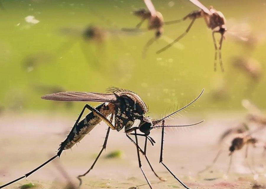 Pest treatment in Clearwater, FL