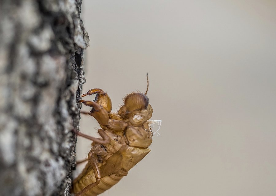 Delsea Exterminators pest control work in Corona