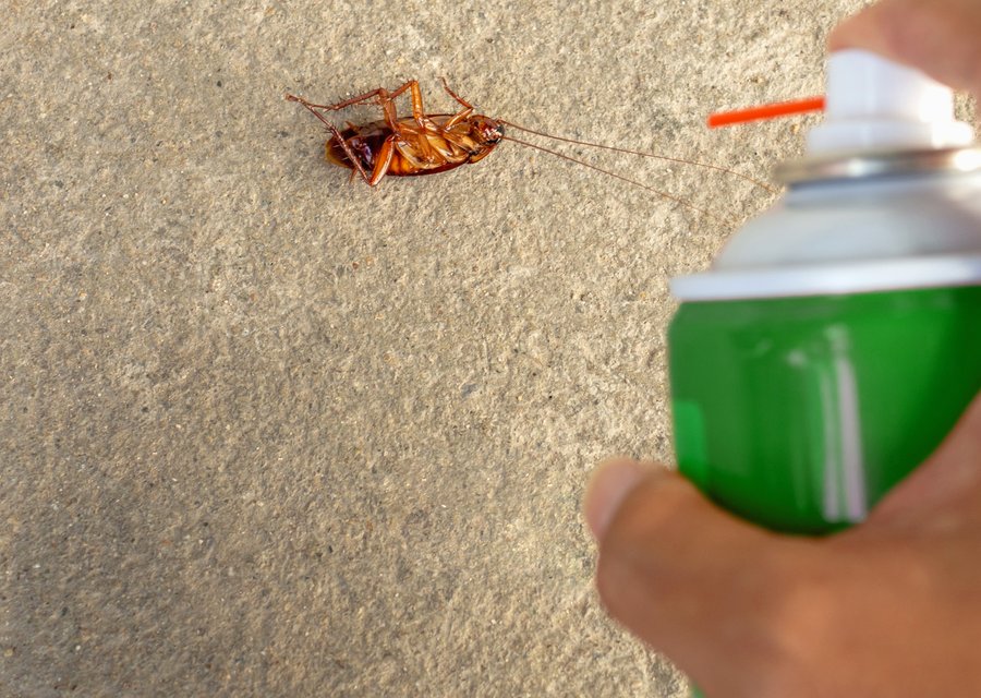 Pest treatment in Fallbrook, CA