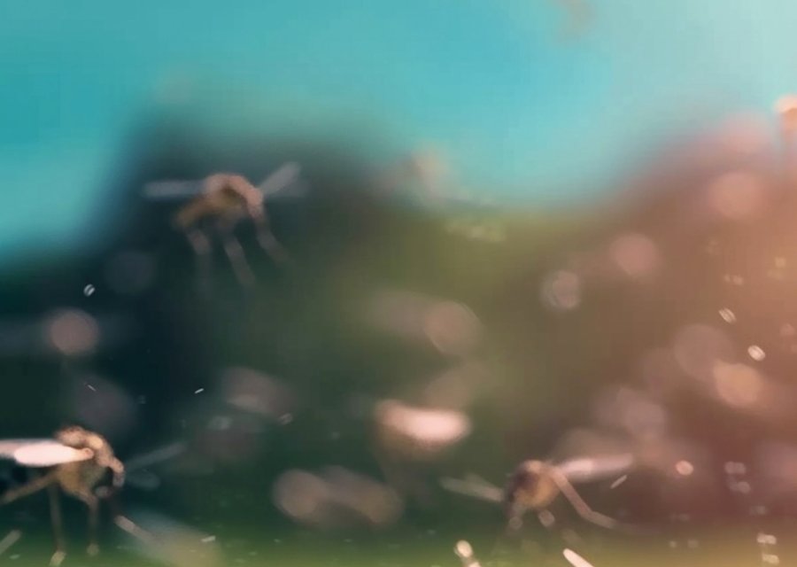 Hitmen Pest Solutions pest control work in Freeland