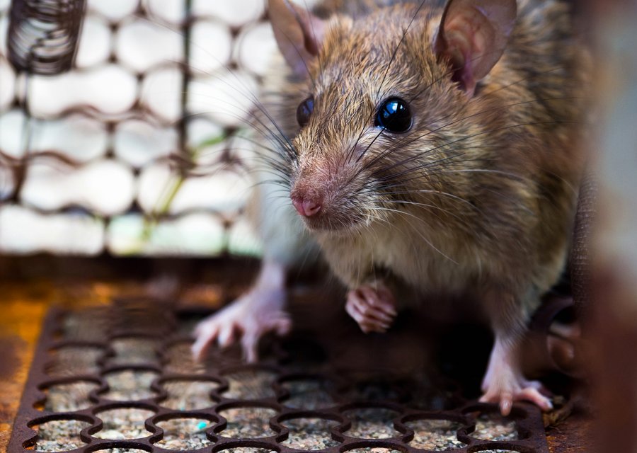 Pest treatment in Cheraw, SC