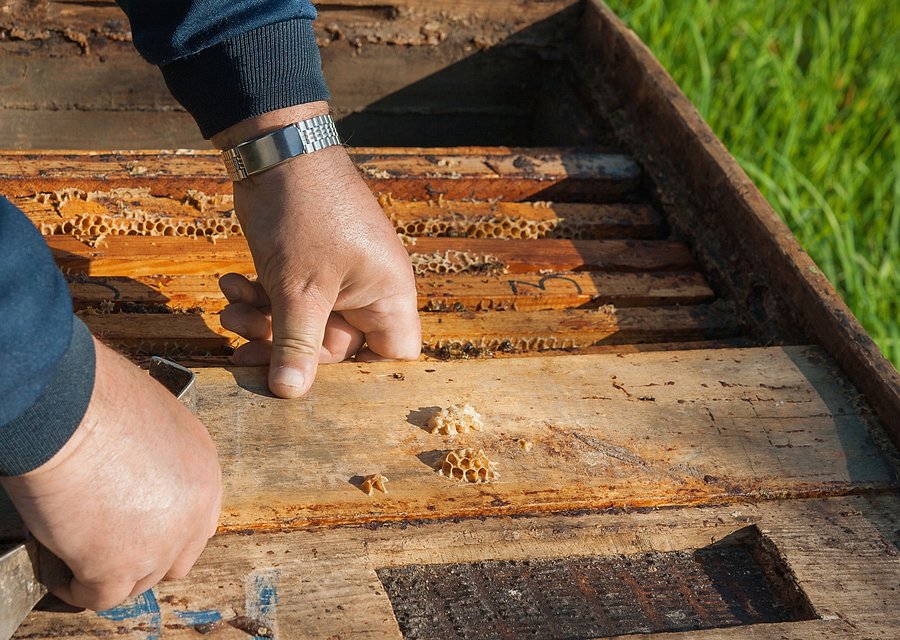 Pest treatment in Eastpointe, MI