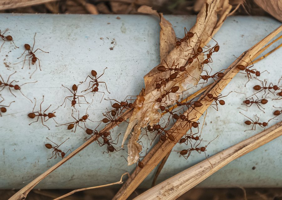 Behr Pest Control pest control work in Upper Deerfield