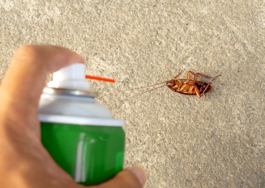 Local exterminator Dobson