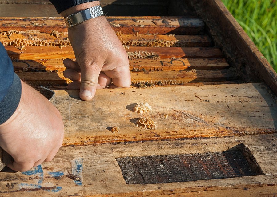 Evergreen Pest Solutions pest control work in Egg Harbor City