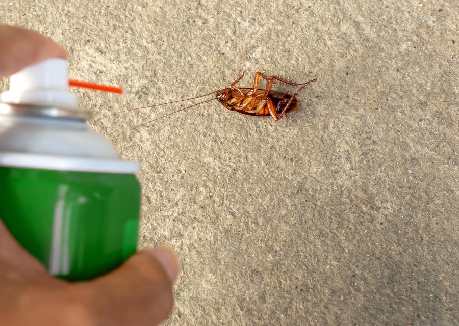 Pest treatment in Comfort, TX
