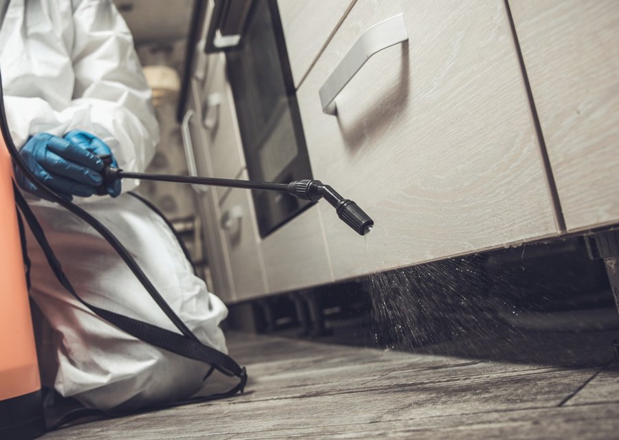 Pest treatment in Dickinson, TX