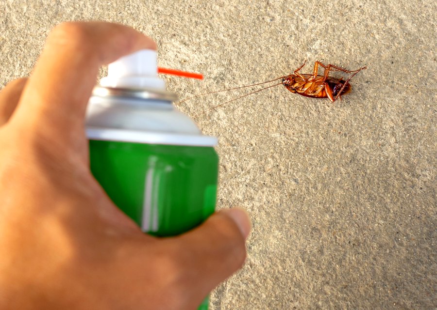Nature Boy Pest Control LLC pest control work in Big Bear Lake