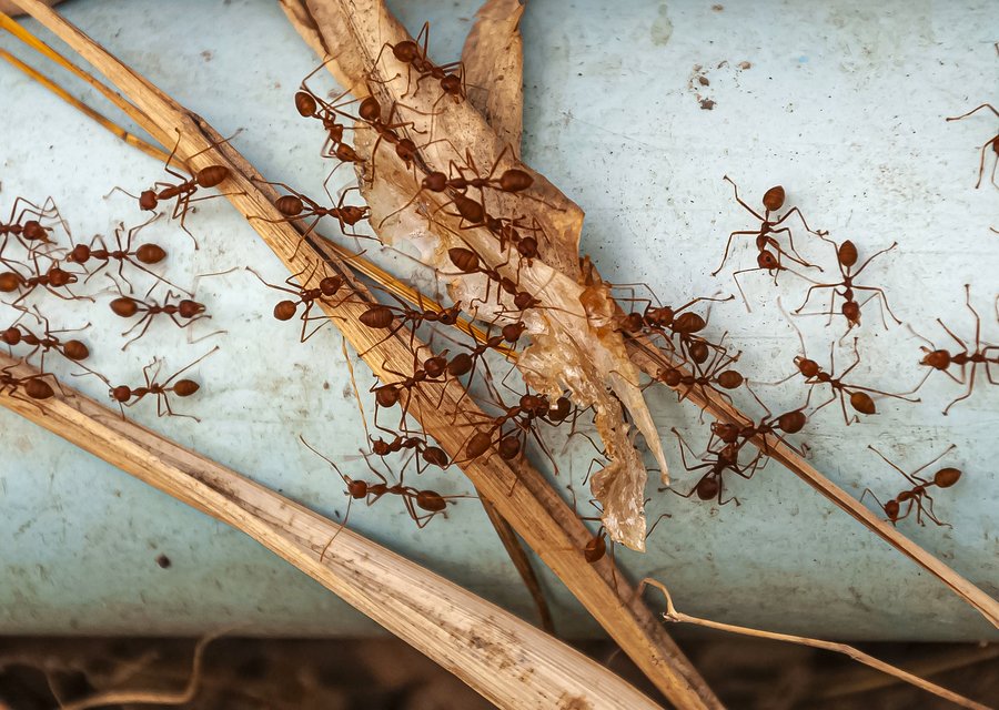Magnolia Exterminating Co pest control work in Altadena