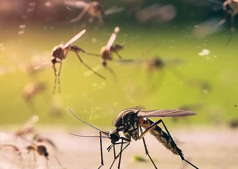 Pest treatment in Estacada, OR